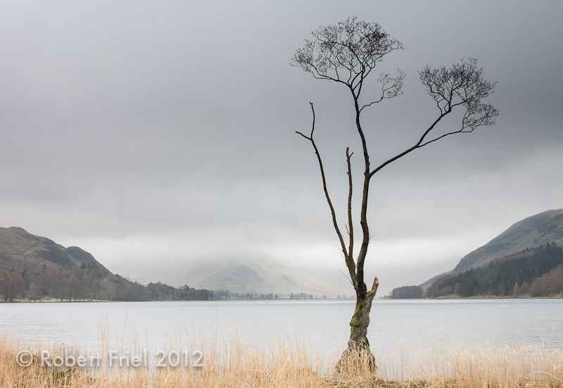 the tree buttermere.jpg